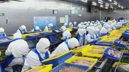 石島創(chuàng)新海洋科技，生物技術(shù)助力漁業(yè)產(chǎn)業(yè)鏈增值